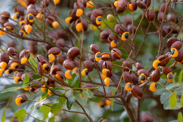Branch of copaíba (Copaifera langsdorffii) with green leaves and mature fruits showing its orange...