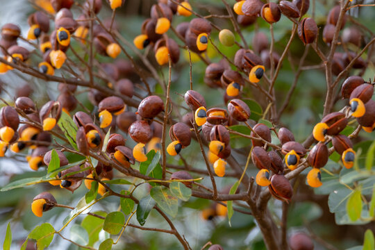 Copaifera Imagens Procure 99 fotos, vetores e vídeos Adobe Stock
