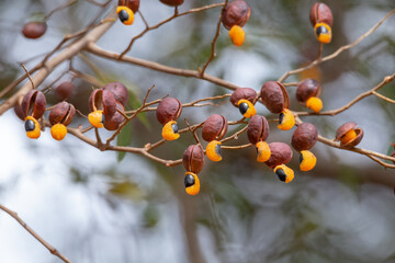 Branch of copaíba (Copaifera langsdorffii) with green leaves and mature fruits showing its orange aryl. Used in traditional medicine for many diseases