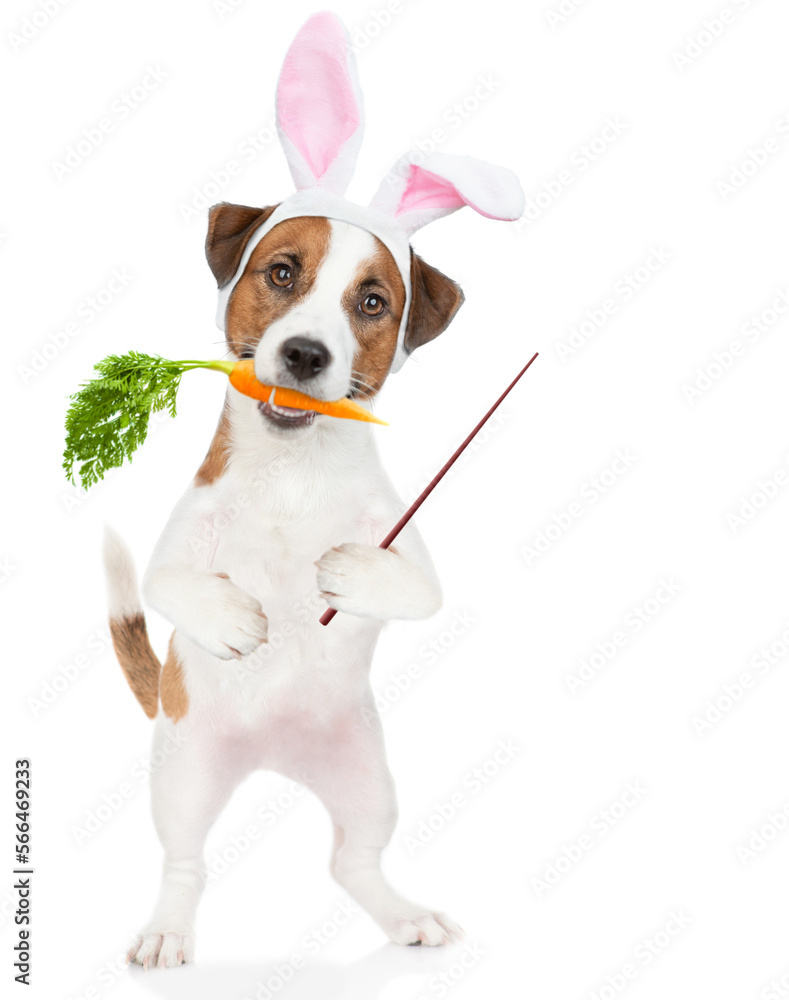 Poster jack russell terrier puppy wearing easter rabbits ears holds carrot in it mouth and points away on e