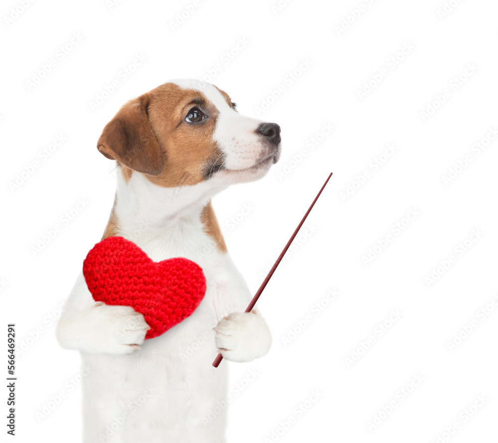 Poster jack russell terrier puppy holds heart and points away on empty space. isolated on white background