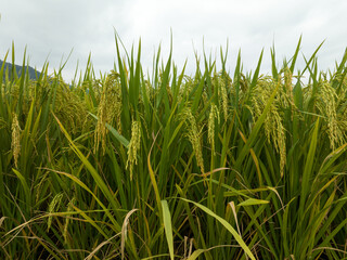Aerial view of the rice field from drone