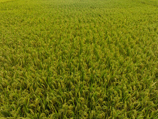 Aerial view of the rice field from drone