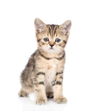 Cute kitten sitting in front view and looking at camera. isolated on white background