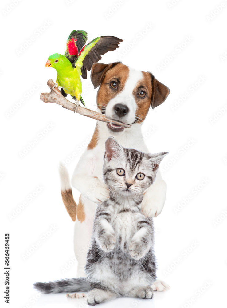 Aufkleber group of funny pets stand together in front view. isolated on white background