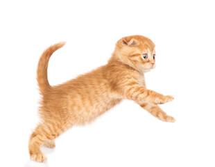 playful ginger kitten jumps to the side. isolated on white background © Ermolaev Alexandr
