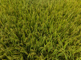 Aerial view of the rice field from drone