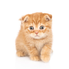 Ginger kitten standing in front view and looking at camera. isolated on white background