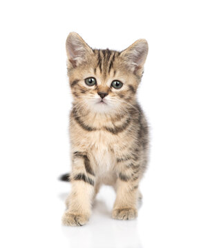 Cute kitten standing in front view and looking at camera. isolated on white background
