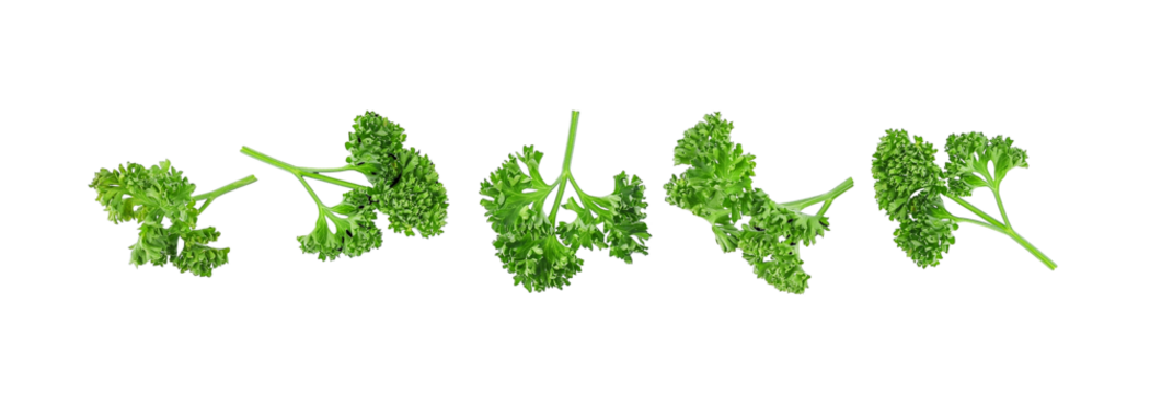 Fresh parsley leaves isolated on transparent background. PNG