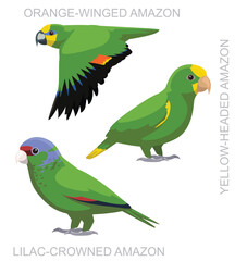 Cute Bird Yellow-Headed Amazon Parrots Set Cartoon Vector
