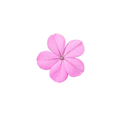 White plumbago or Cape leadwort flower. Close up small pink flower isolated on white background.