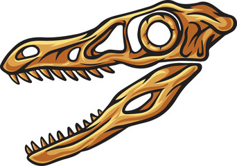Velociraptor dinosaur skull fossil