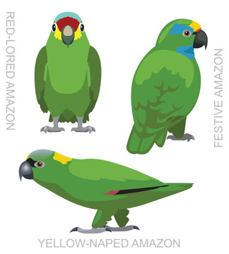 Cute Bird Festive Amazon Parrots Set Cartoon Vector
