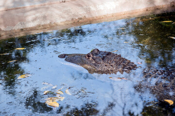 the alligator is a large reptile that lives in Florida