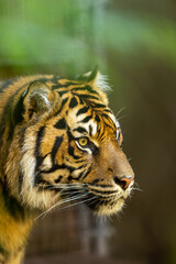 portrait of a tiger