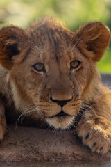 lion drinking, lions,, zoo, colourful,  animals, king of the jungle, lioness, cub, portrait lion
