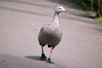 the cape barren goose is looking for food