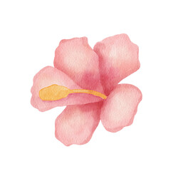 Pink hibiscus flower. Watercolor illustration isolated on white