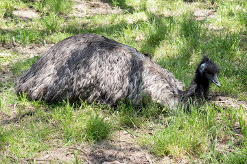 the emu is resting on the grass