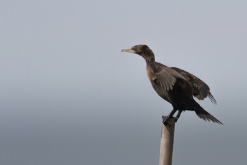 Little black cormorant bird is posing on a post