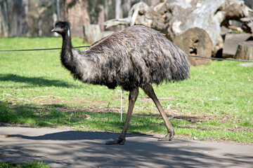 this is a side view of an emu walking
