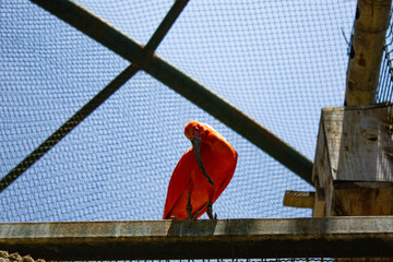 red bird looking at the camera