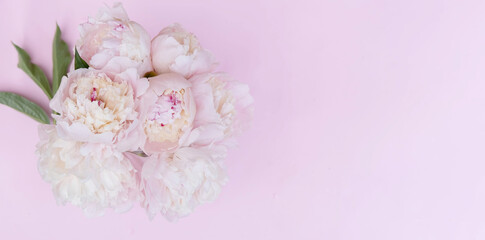 Beautiful garden peony flowers bouquet on pink background. Top view flat lay with space for your holiday greetings