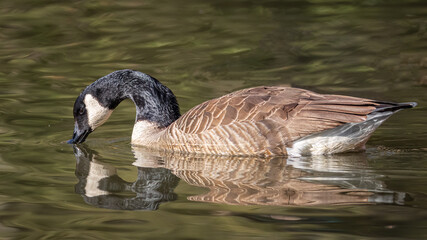 Lovely Reflecting Goose
