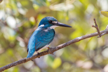a small blue kingfisher perched on tree branch and ready to catch some preys