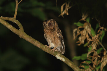 An Owl bird perched on tree branch in the middle of the night