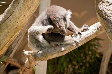 the koala is scratching his head will sitting in the fork of a tree