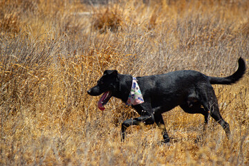 labrador walking through the field