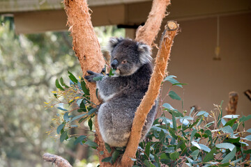 the koala is a grey marsupial with white fluffy ears and a large nose that climbs trees