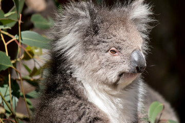 this is a close up of a koala