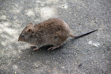 the long nosed potoroo looks like a rat