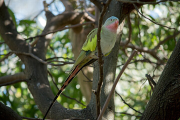 the princess parrot is a colorful bird with a pink beak