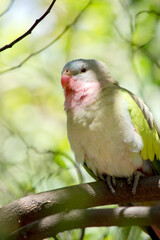 the princess parrot is perched in a tree