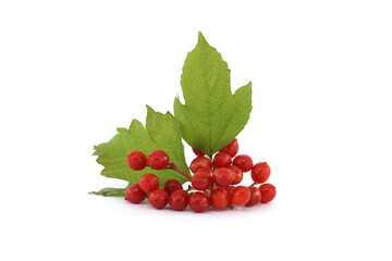 Red berries of Viburnum Opulus plant over white