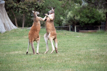 the male red kangaroos body is a shade of red fur his head is grey with a white muzzle, they are the tallest kangaroo
