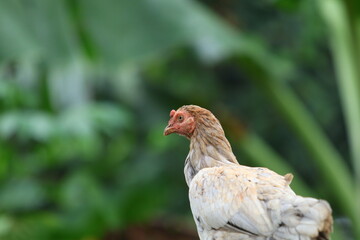 Isolated portrait of a chicken hen on a summer green background. Countryside concept with domestic singing birds close up on the farm.