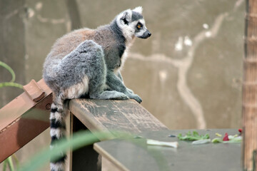 the ring tailed lemur is sitting on a plank