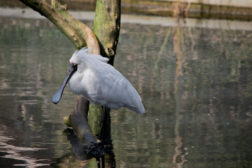 the royal spoonbill is a large white bird with its bill looking like a spoon