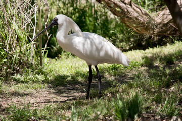 this is a side view of a royal spoonbill in the shade