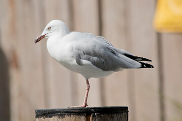 this is a side view of a seagull