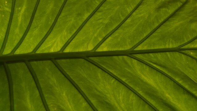 CLOSE UP: Amazing structure and vein pattern of vibrant green exotic flower leaf. Nicely visible midrib and veins of beautiful and big healthy leaf of alocasia odora growing in home indoor jungle.