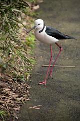 the black winged stilt has long thin legs so it can wade in shallow water looking for food