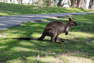 the swamp wallaby has a grey brown body long tail and brown eyes
