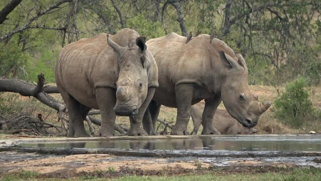 Square Lipped white Rhinoceros and impalas near pond, 
Kruger National Park, South Africa, 2023
