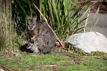 the tammar wallaby is grey with tan paws, legs and forehead. The females have a pouch to hold their joeys